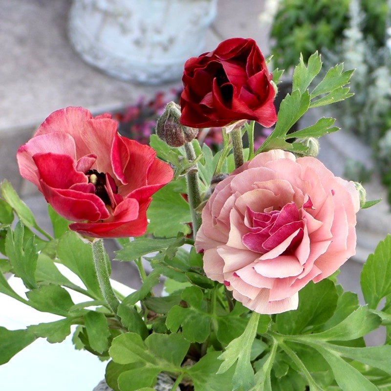 エトワール｜2024年も豊富な花色が揃っています｜ネット通販ショップ