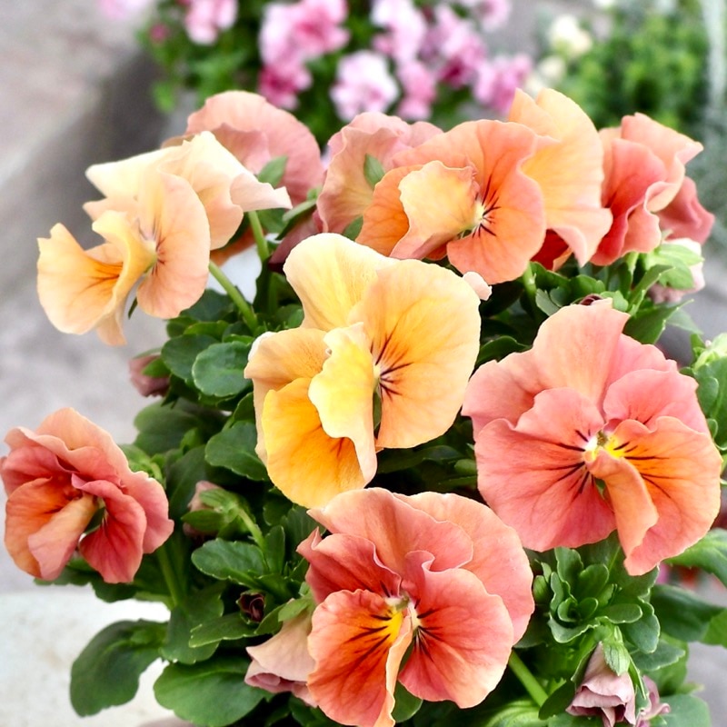 画像の現品1点限り!!うえたビオラ「サンピラー」SP1