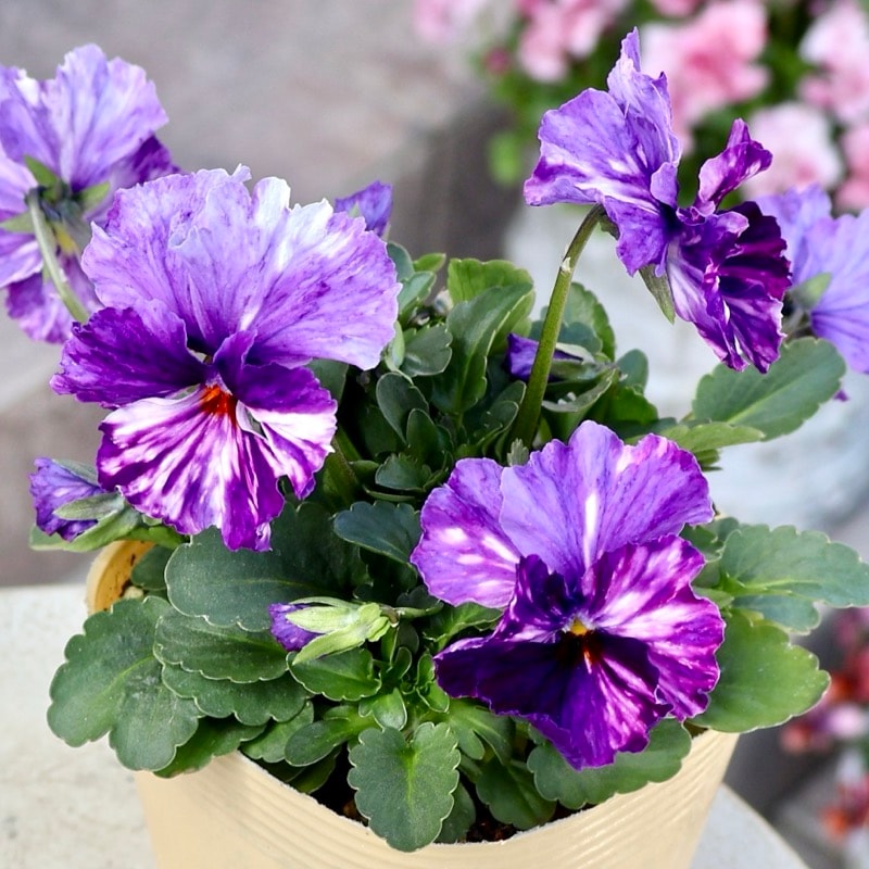 大牟田さん育種「エボルべ・ストライプ」・2025年12月ごろ販売開始