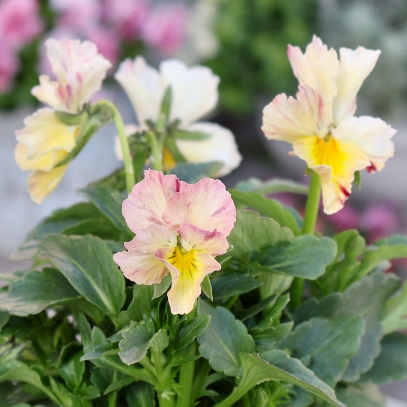 大牟田さん育種「エボルべ・ストライプ」・2025年12月ごろ販売開始