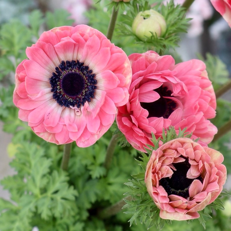 欲しい色が買える!!《画像の現品1点限り》八重咲きアネモネ「momo(もも)」16番