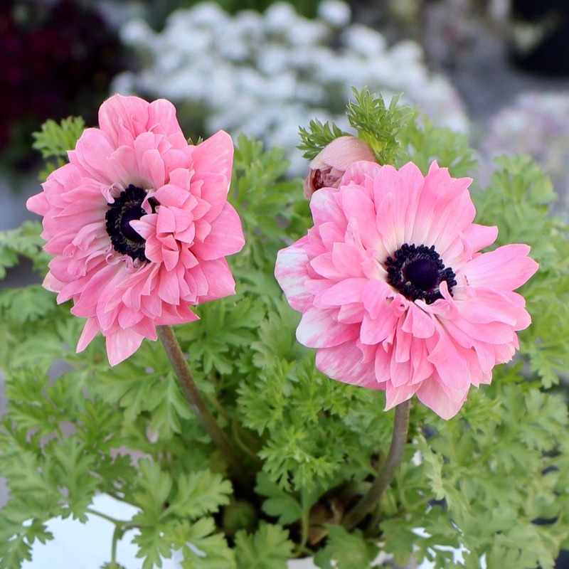 欲しい色が買える!!《画像の現品1点限り》八重咲きアネモネ「momo(もも)」17番