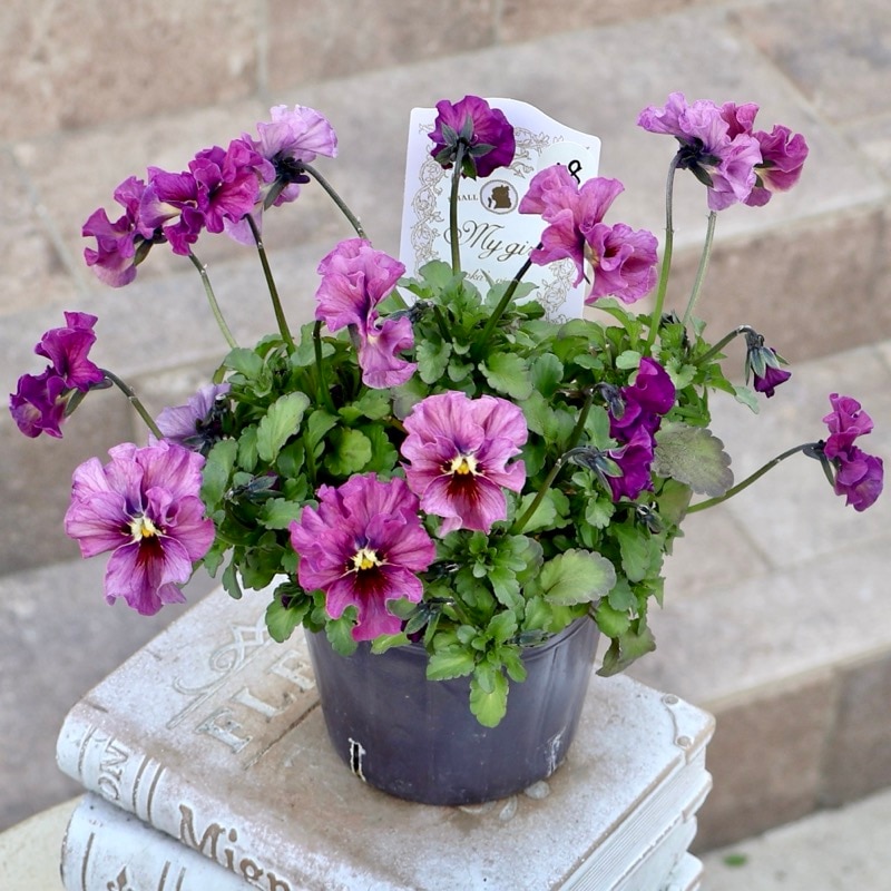 石川園芸さん育種「ビオラ」・～風散歩～