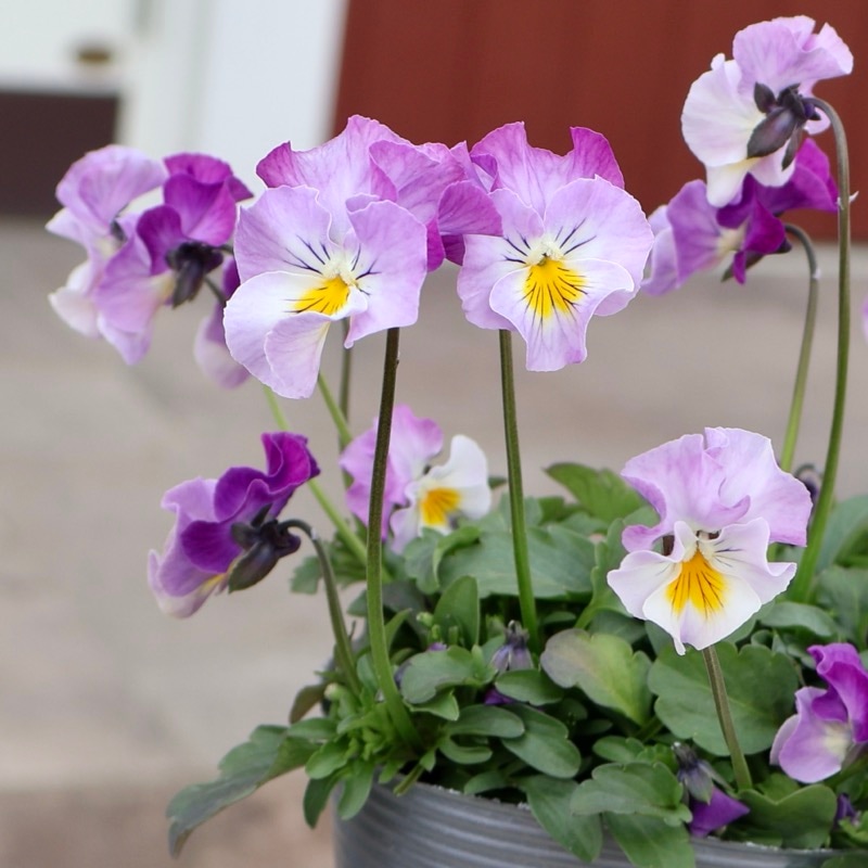 画像の現品1点限り☆吉村さんの花首の長いビオラ「ブローイン
