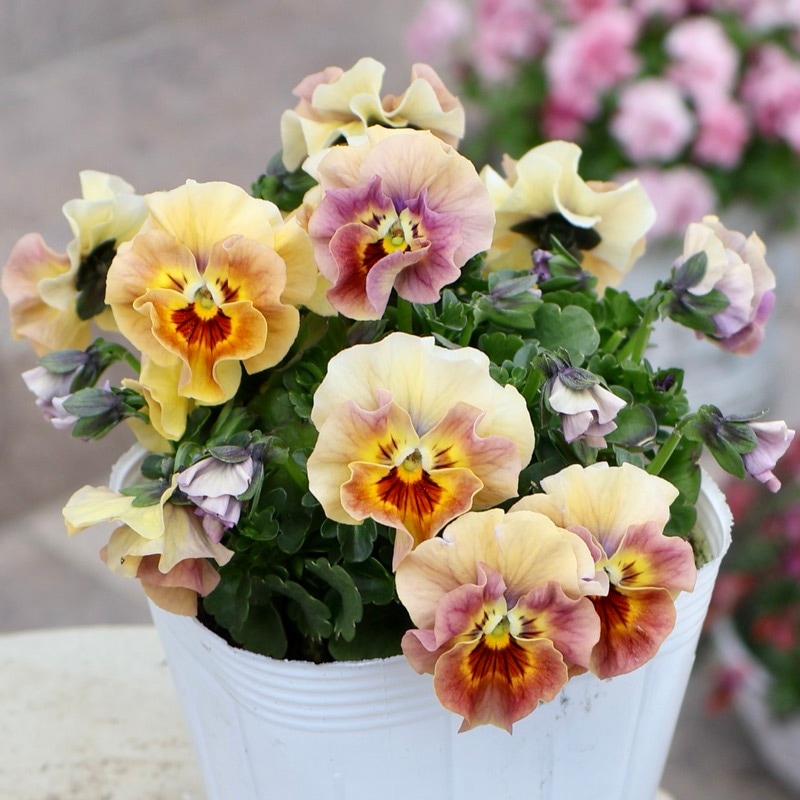 画像の現品1点限り☆桐生ふぁ~む×花日和さんのビオラ「アイクルール