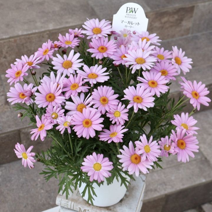 《直径30から40㎝》PWブランドのマーガレット「ローリー」(4号鉢)