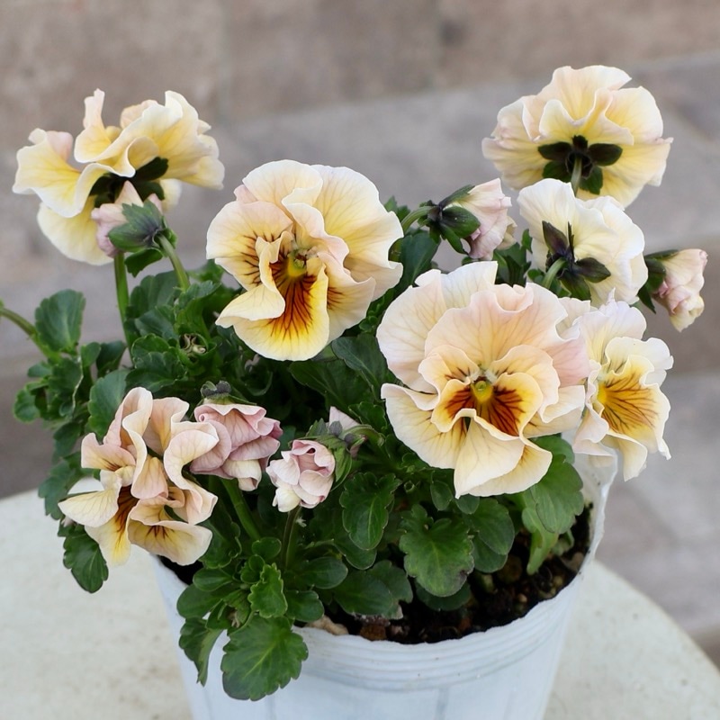 《2026年NEW画像撮影》画像の現品!!植田さんのフリル咲きミニパンジー「天の羽衣」25SP1