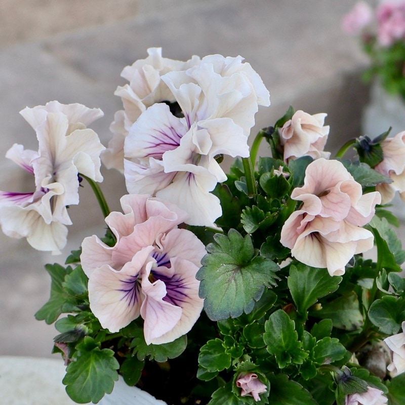 《2026年NEW画像撮影》画像の現品!!植田さんのフリル咲きミニパンジー「天の羽衣」25SP2