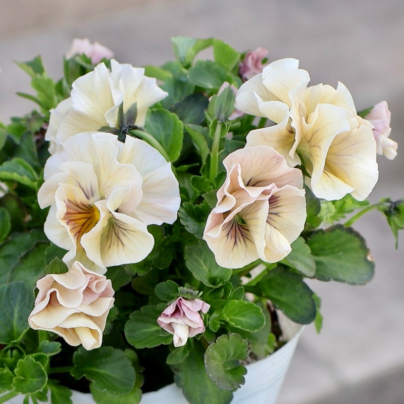 《2026年NEW画像撮影》画像の現品!!植田さんのフリル咲きミニパンジー「天の羽衣」25SP3