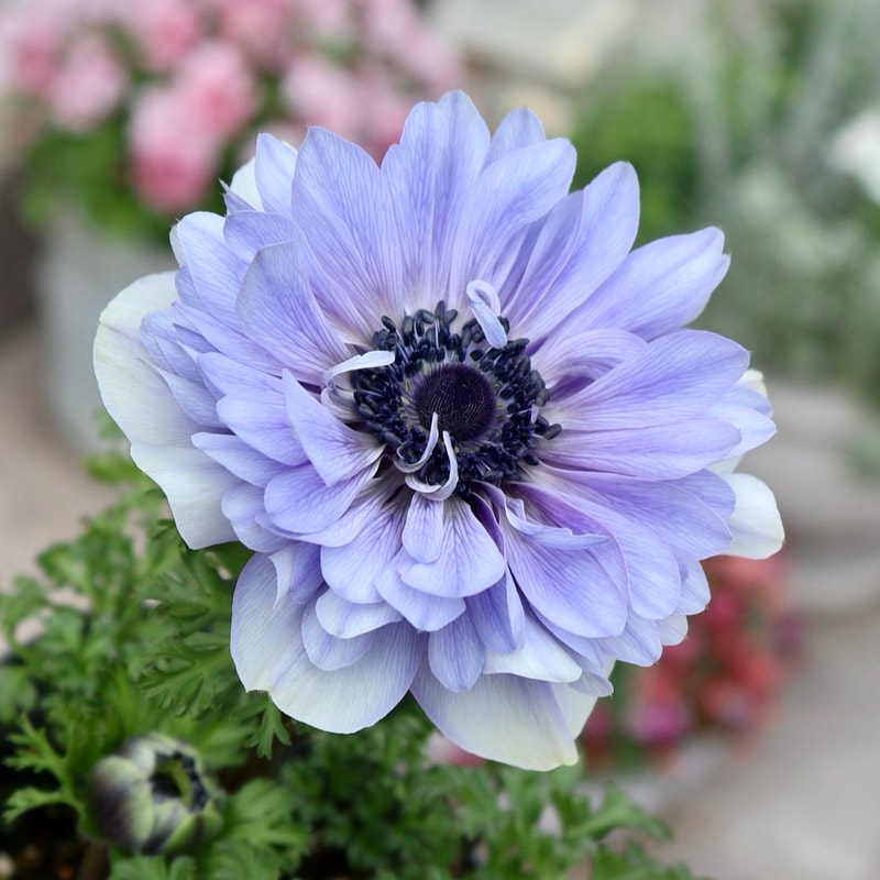 《画像の現品1点限り》2年生株のプレミアム八重咲きアネモネ「パンドラ」69番
