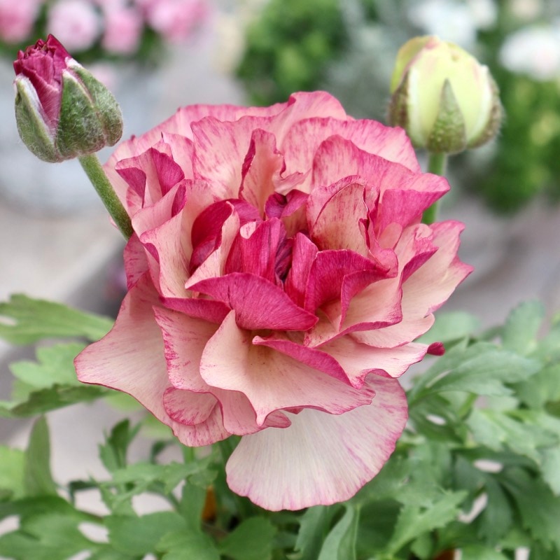 《画像の現品1点限り》2色植えでお得♪うえたさんのラナンキュラス「トワイライト・レディ」26-21番