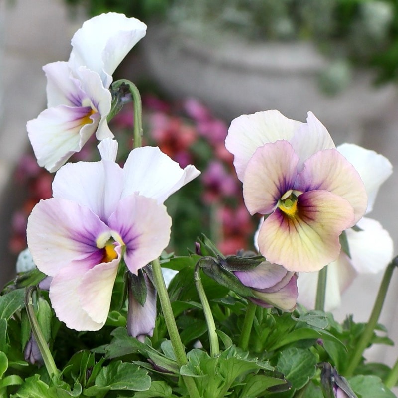 2026年NEW画像撮影》画像の現品1点限り!!うえたビオラ「パピヨン