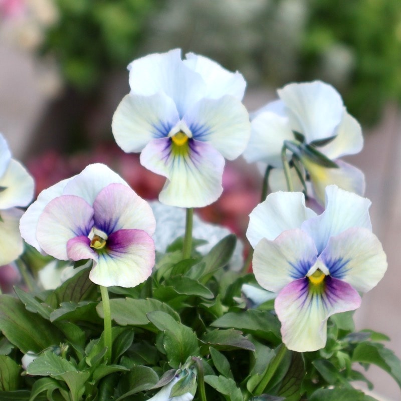 2026年NEW画像撮影》画像の現品1点限り!!うえたビオラ「パピヨン