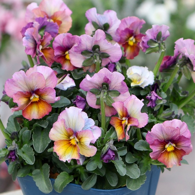 画像の現品1点限り☆スペシャルなサトウ園芸さんのビオラ・ヌーヴェル