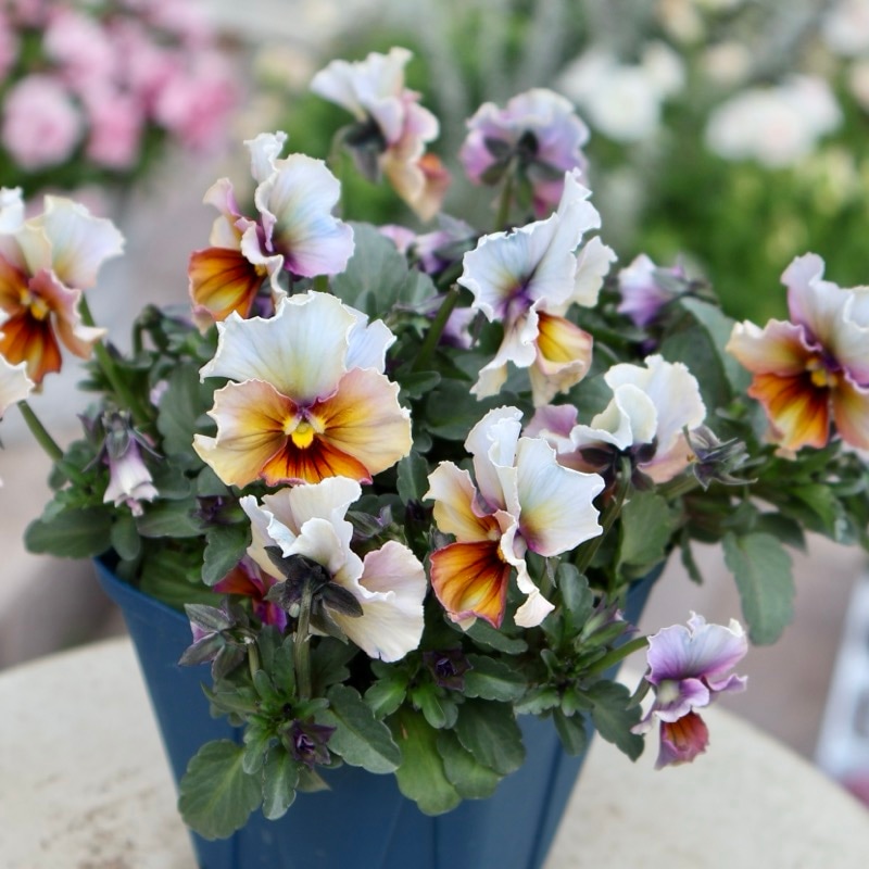 サトウ園芸さん育種「ヌーヴェルヴァーグ」・2025年10月下旬ごろ販売