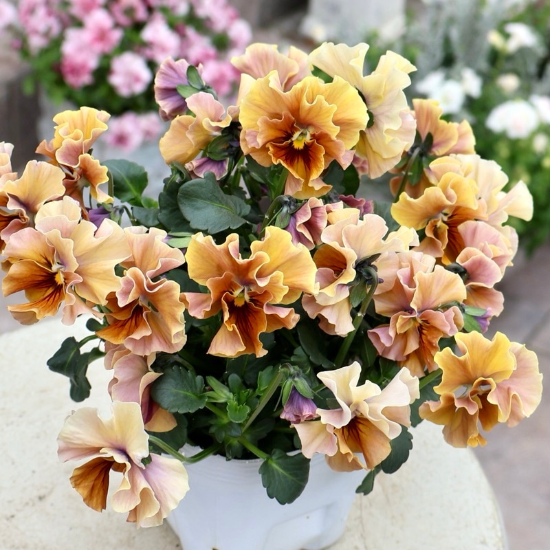 《画像の現品1点限り》 北島園芸さんのフリル咲きビオラ「ドレープ・シエナ」81番　