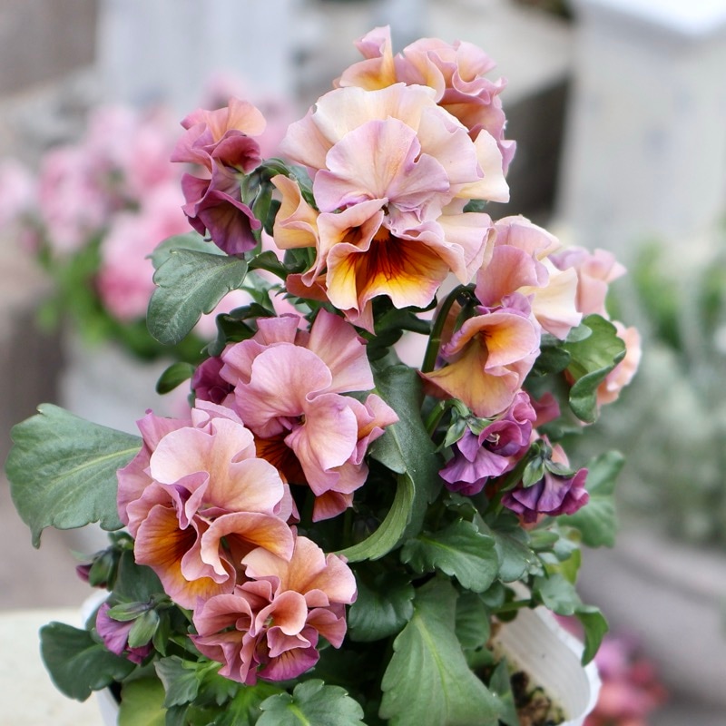 《画像の現品1点限り》 北島園芸さんのフリル咲きビオラ「ドレープ・シエナ」82番　