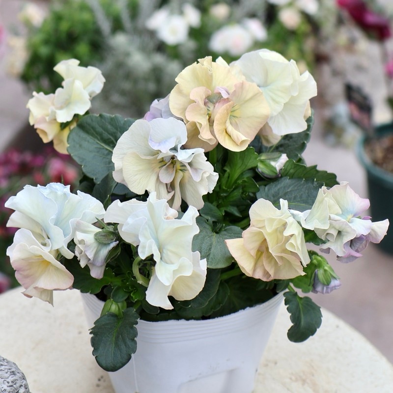 《画像の現品1点限り》 北島園芸さんのフリル咲きビオラ「ドレープ・シエナ」83番　