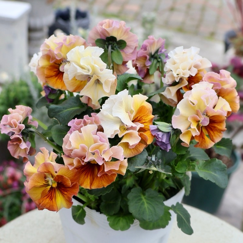 《画像の現品1点限り》 北島園芸さんのフリル咲きビオラ「ドレープ・シエナ」84番　