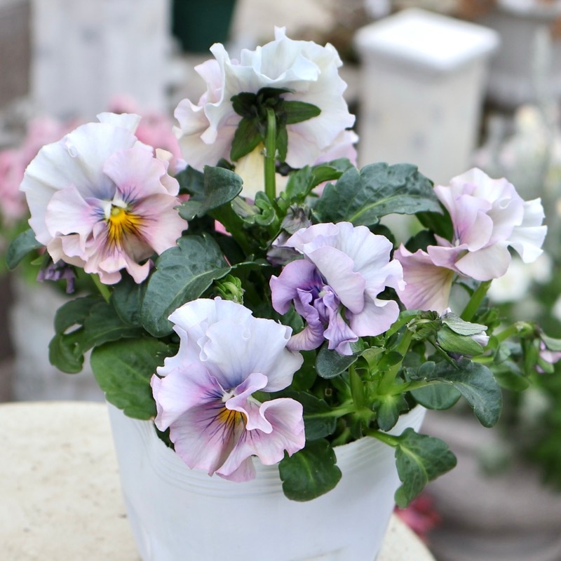 《画像の現品1点限り》 北島園芸さんのフリル咲きビオラ「ドレープ・シエナ」85番　