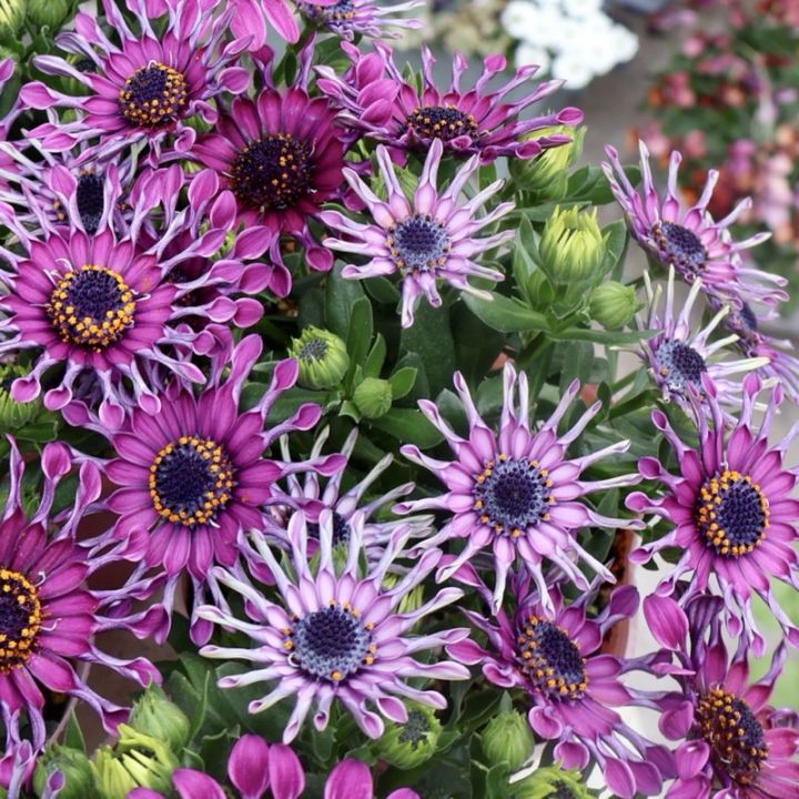 超良株入荷☆オステオスペルマム・マルガリータ「パープルスプーン」(3.5号ポット)