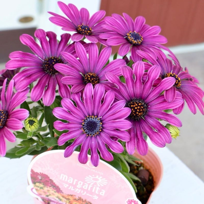 オステオスペルマム・マルガリータ「パープルスプーン」(3.5号ポット)