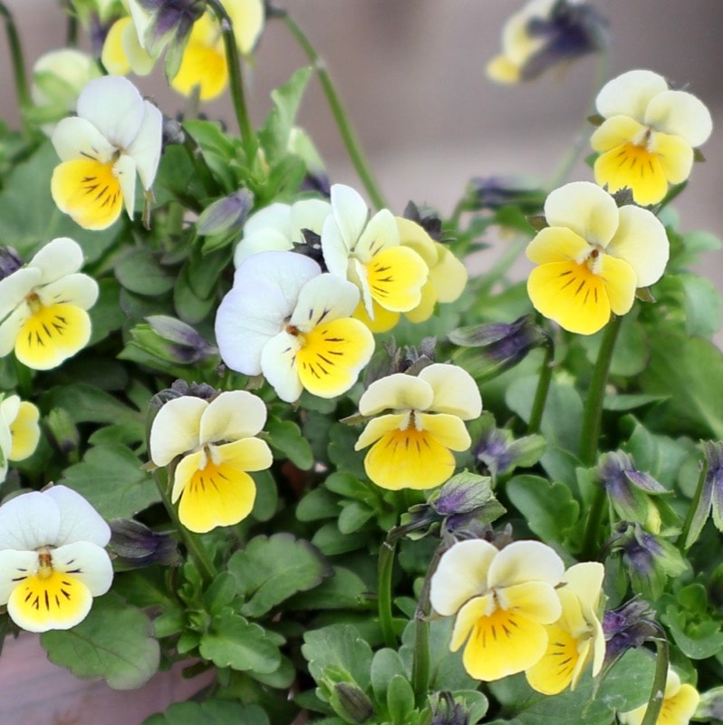 やっと開花♪《今シーズンデビューの新品種》KIRIGUCHIさんの極小輪