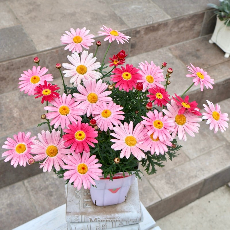 《直径30から40㎝》PWブランドのマーガレット「ストロベリーホイップ」(3.5号ロングポット)