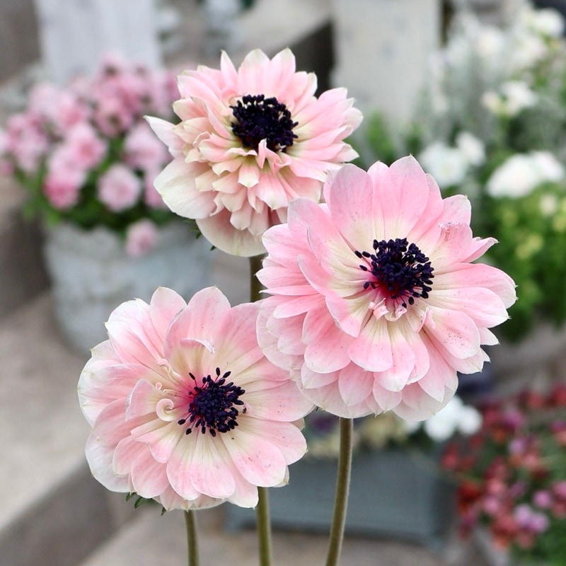 植物（花苗・植物）を色から選ぶ｜ネット通販ショップ～風散歩～