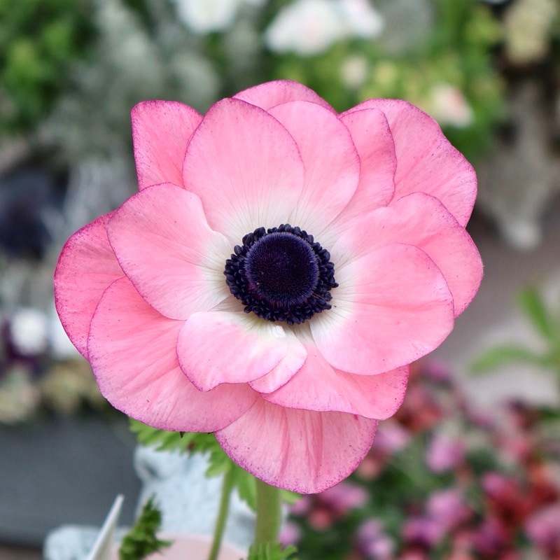 希少苗!!《画像の現品いずれか》アネモネ「ミストラル」ピンク1番