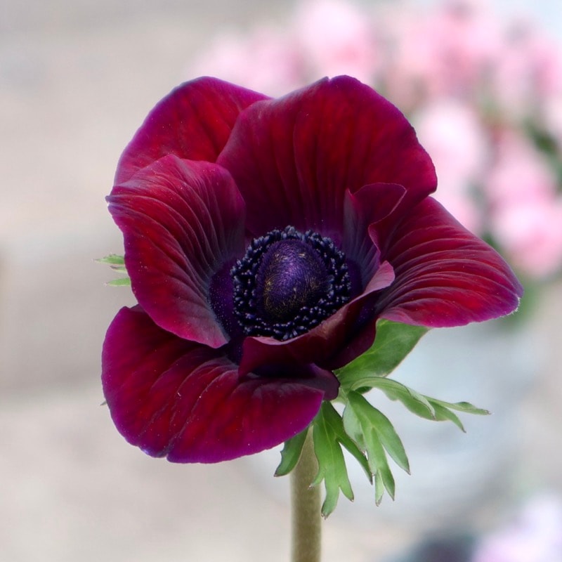 希少苗入荷!!《画像と同等品》アネモネ「ミストラル」ボルドー2番