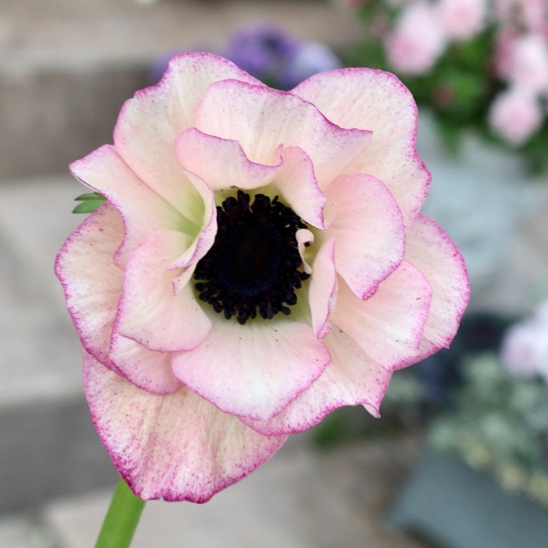 希少苗入荷!!《画像の現品もしくは同等品》アネモネ「ミストラル」3番