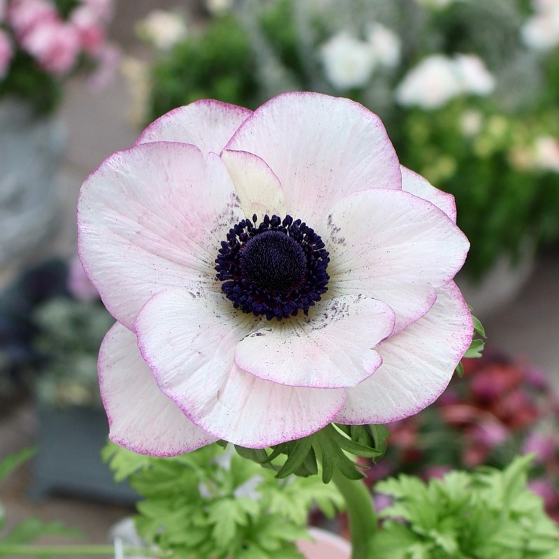 希少苗入荷!!《画像の現品もしくは同等品》アネモネ「ミストラル」3番