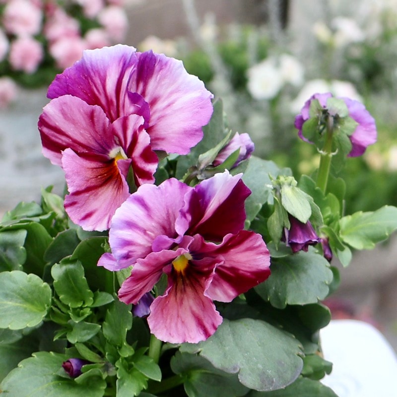 大牟田さん育種「エボルべ・ストライプ」・2025年12月ごろ販売開始