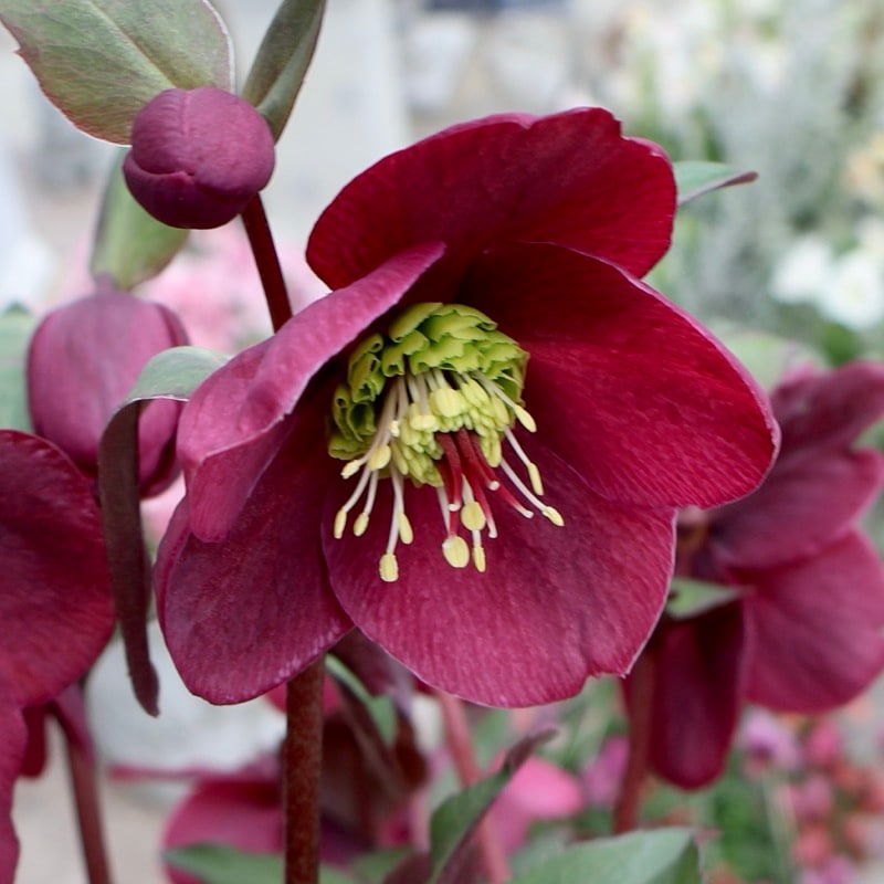 超お買得♪《風散歩で3年超の画像の現品》自然開花の特大7号鉢