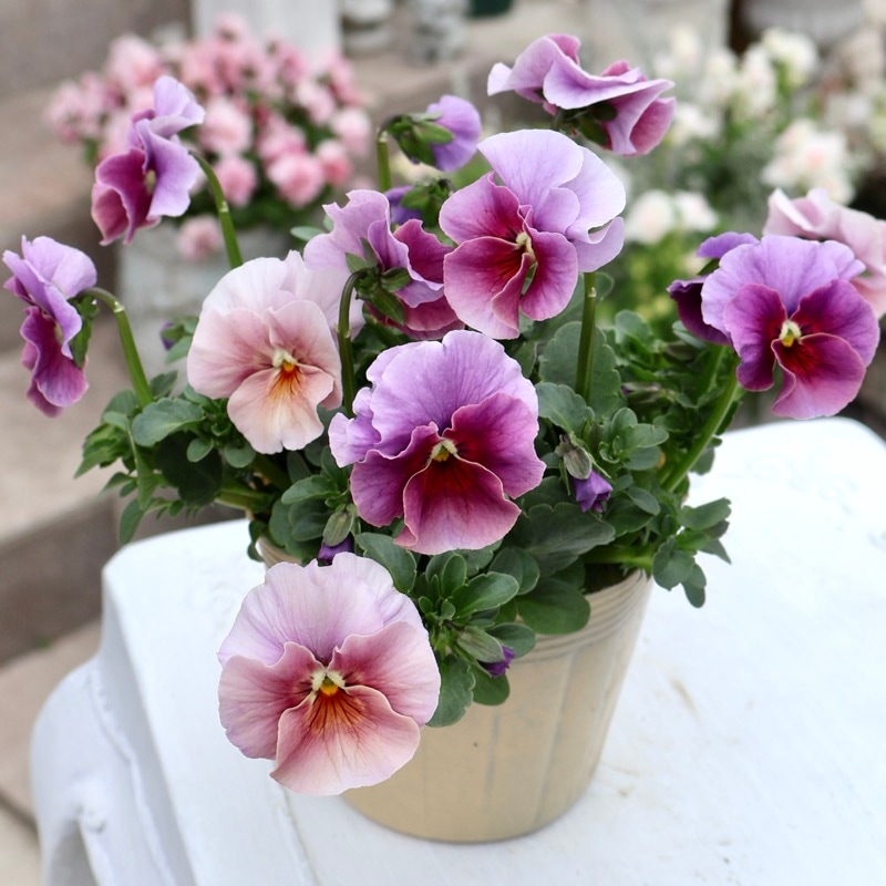 画像の現品1点限り!!アイデアルフラワー・大牟田さんのビオラevolve(エボルベ)＜234番＞