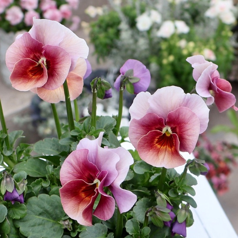 画像の現品1点限り!!アイデアルフラワー・大牟田さんのビオラevolve(エボルベ)＜236番＞