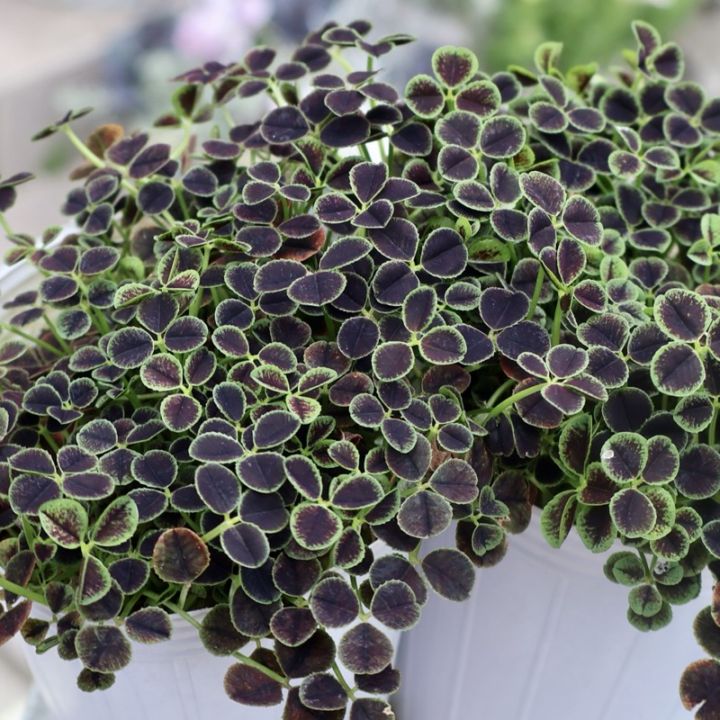 とっても綺麗♪トリフォリウム・黒葉クローバー(2.5寸ロングポット)