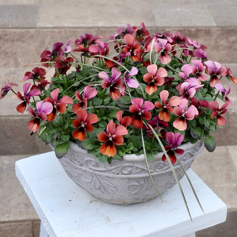 お買得♪シンプル寄せ植え☆1点物見本鉢「パピヨンワールド232番」