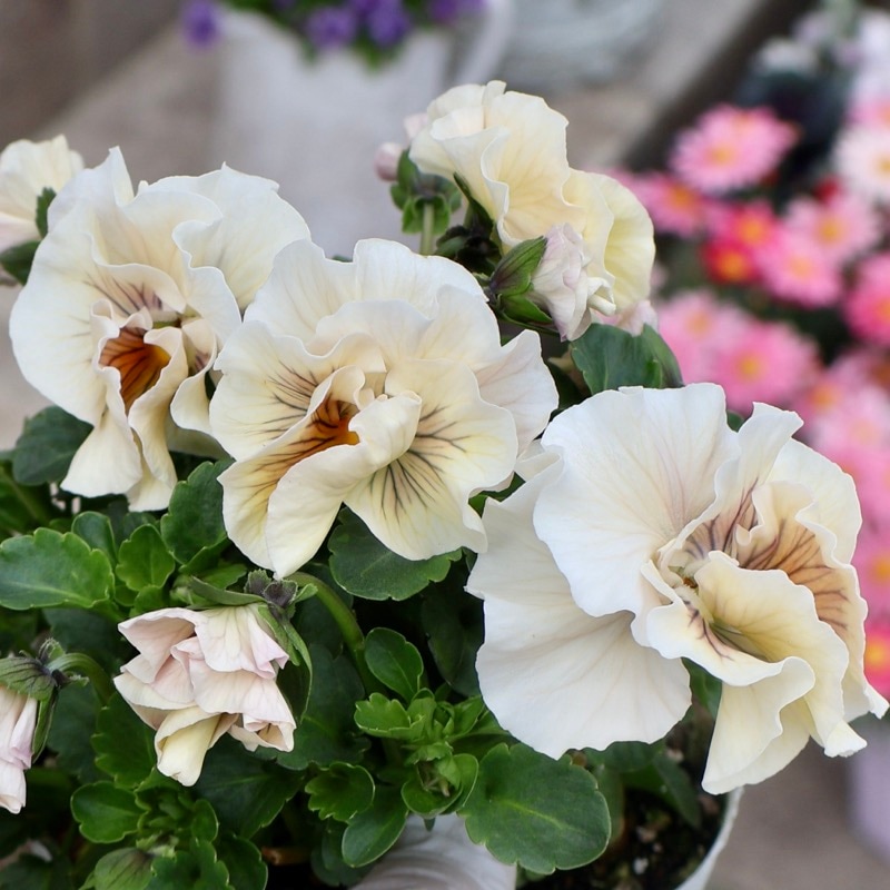 花苗うえたさん育種品種・「天の羽衣」・～風散歩～