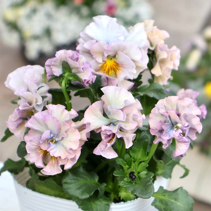 《画像の現品1点限り》 北島園芸さんのフリル咲きビオラ「ドレープ・シエナ」86番　