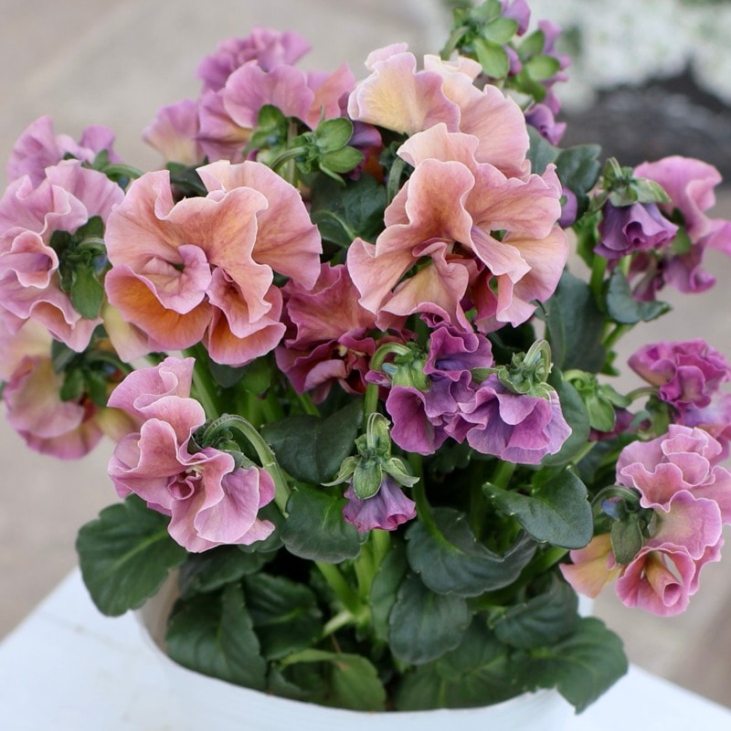 《画像の現品1点限り》 北島園芸さんのフリル咲きビオラ「ドレープ・シエナ」87番　