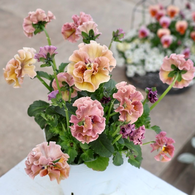 《画像の現品1点限り》 北島園芸さんのフリル咲きビオラ「ドレープ・シエナ」88番　