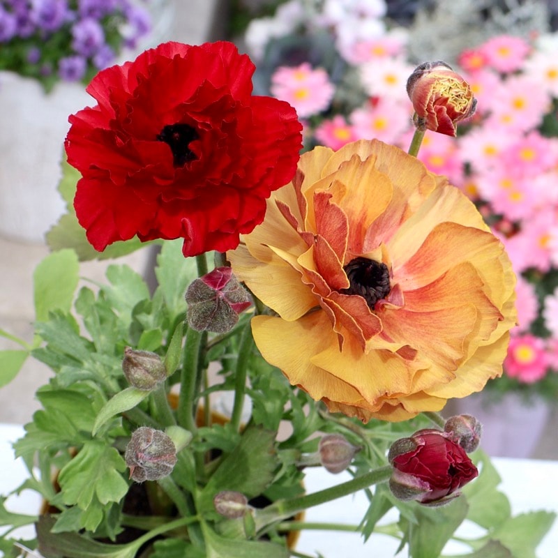 《画像の現品1点限り》2色植えでお得♪うえたさんのラナンキュラス「トワイライト・レディ」26-23番