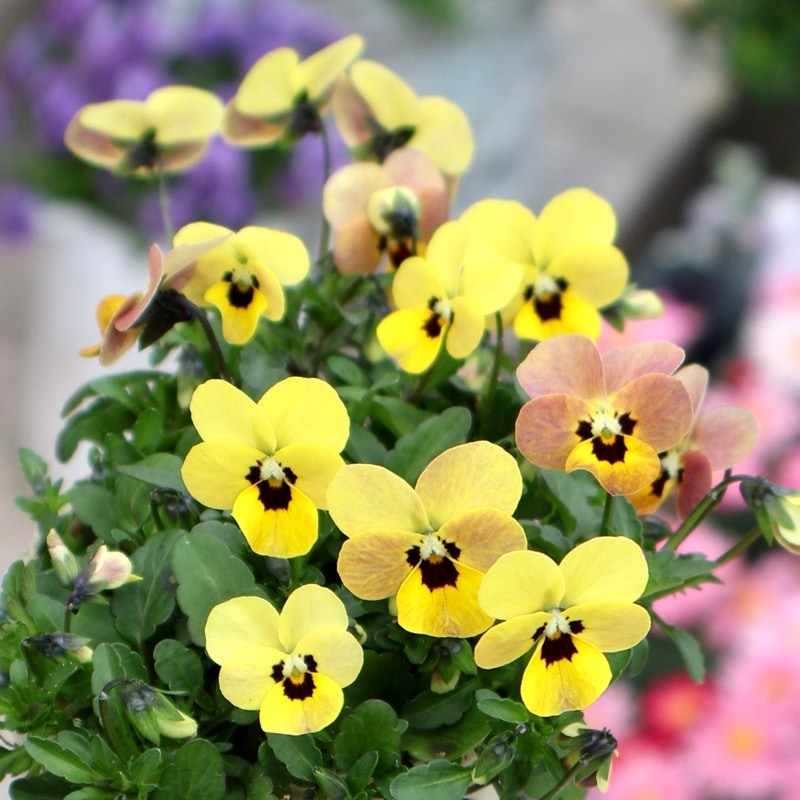 現品1点限り!!《今期がラスト》希少☆秋田さんの極小輪ビオラ「多摩の星空」<25-12>