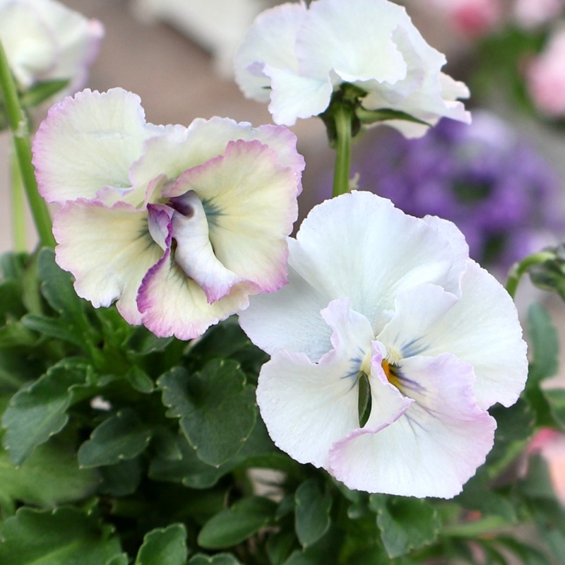 開花してきました!!画像の現品1点限り☆北島園芸さんのアンティーク
