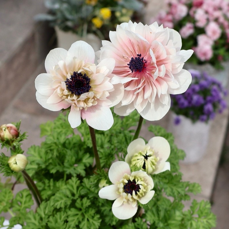 《画像の現品1点限り》2026年☆八重咲きアネモネ「アンアリス」26-12番(3.5号苗)