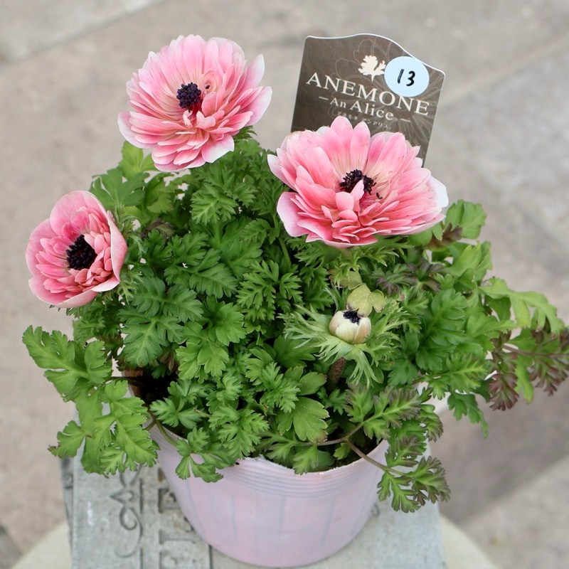 《画像の現品1点限り》2026年☆八重咲きアネモネ「アンアリス」26-13番(3.5号苗)