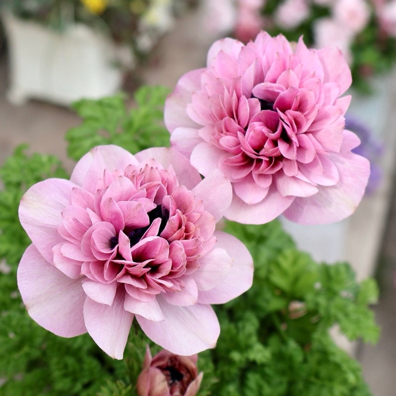 《画像の現品1点限り》2026年☆八重咲きアネモネ「アンアリス」26-14番(3.5号苗)