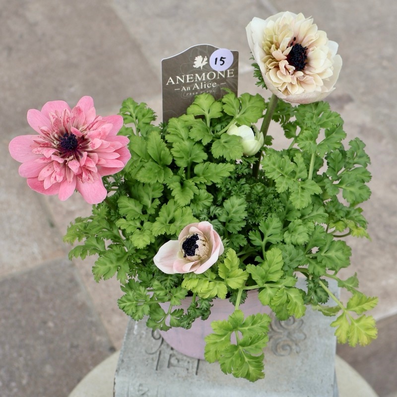 《画像の現品1点限り》2026年☆八重咲きアネモネ「アンアリス」26-15番(3.5号苗)